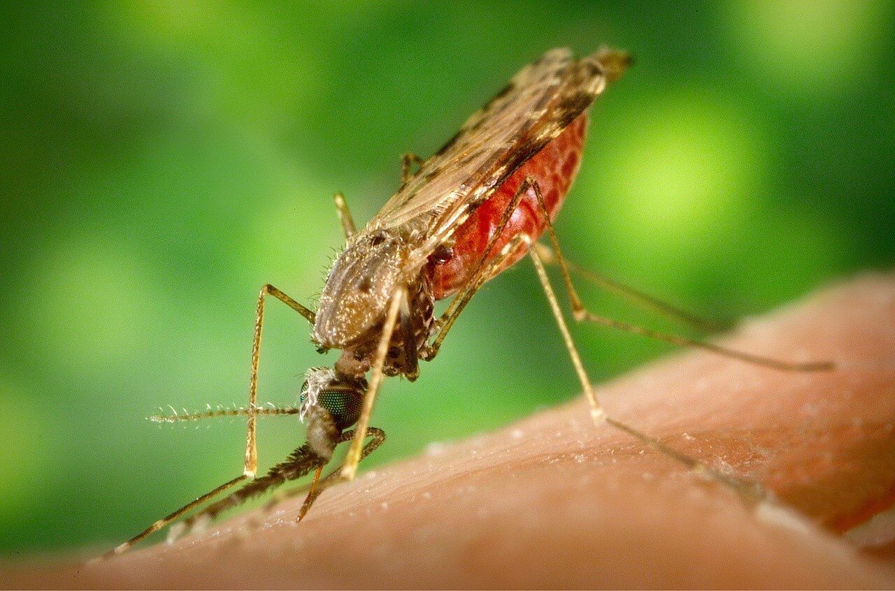 Aedes albopictus | tiger mosquito